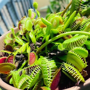 May include: A Venus flytrap plant with numerous green and red hinged leaves featuring spiky, tooth-like cilia along the edges. The carnivorous plant is potted in a round, smooth, light brown container, displaying multiple traps in various stages of growth.