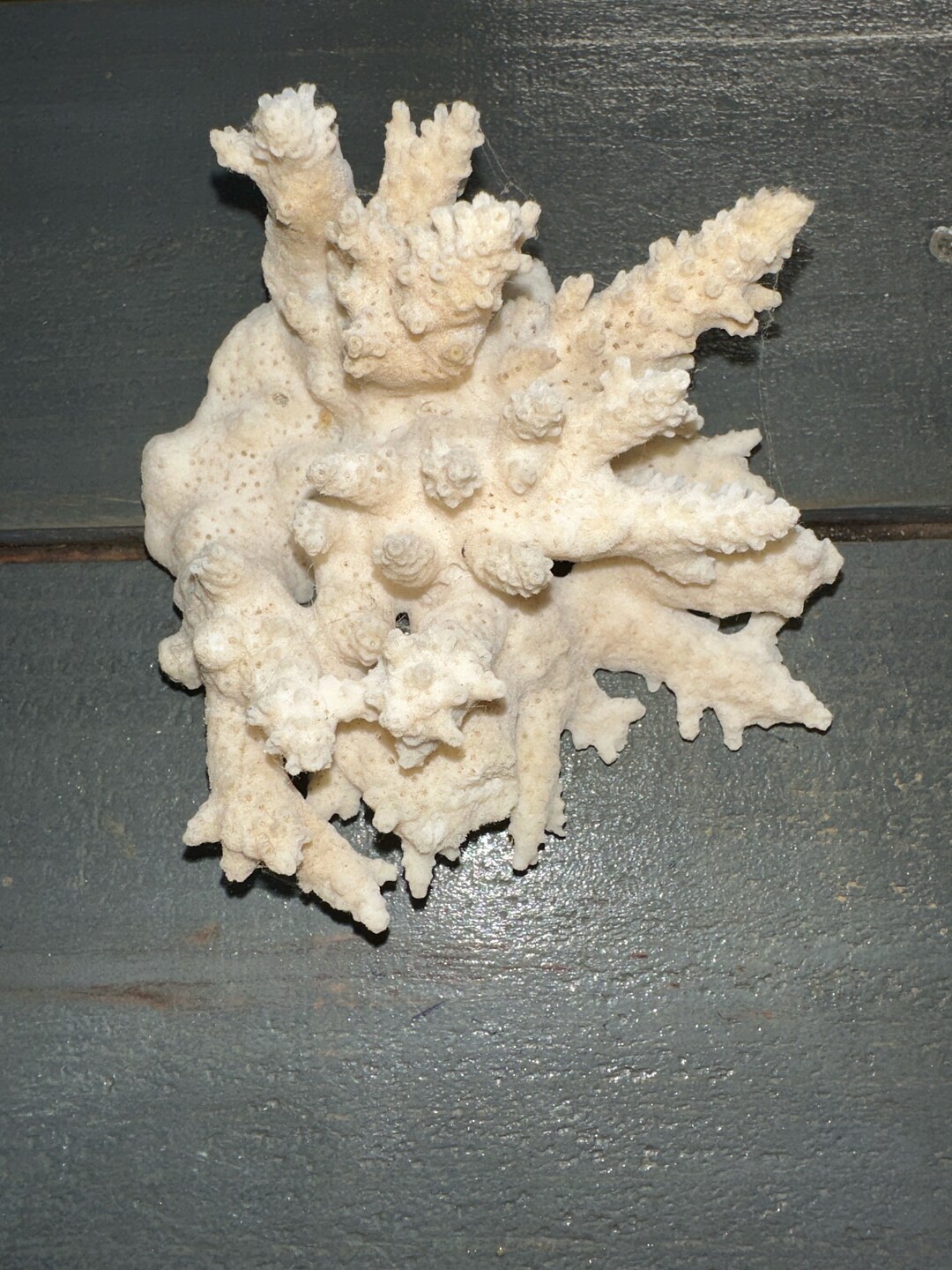 Coral Table Decor Etsy