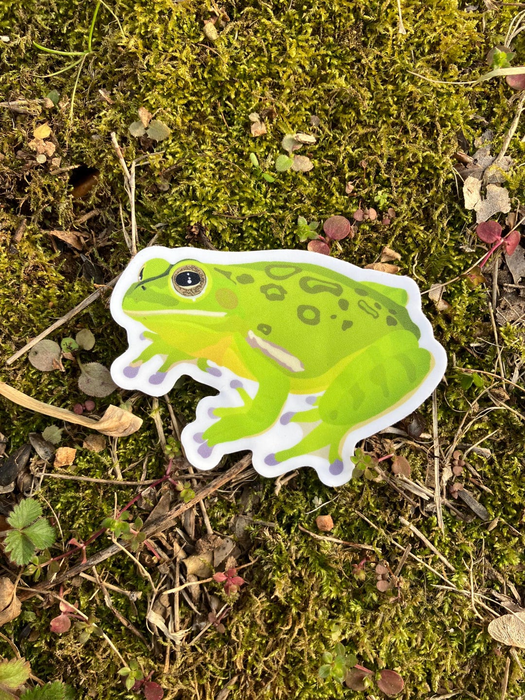 Tree Frog Sticker Barking Tree Frog Sticker: Matte Vinyl Die Cut Decal - Etsy