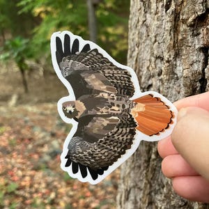 Red-tailed Hawk sticker, matte vinyl hawk sticker