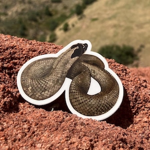 Western Hognose Snake Sticker: Matte Vinyl Die Cut