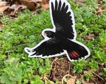 Cacatúa colirroja negra, cacatúa de Banks, pegatina de vinilo mate