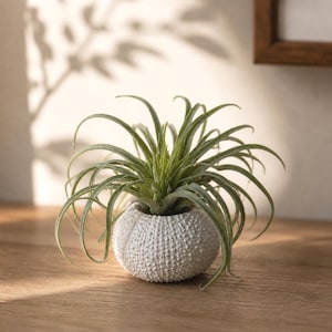 Jarrones de vidrio verde: Frasco de boticario y jarrón bajo, planta de tillandsia artificial.