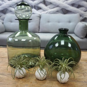 Puede incluir: Tres macetas blancas con forma de erizo de mar con plantas aéreas verdes, sentadas sobre una mesa de madera frente a dos botellas de vidrio verde. Las botellas tienen una forma redonda y están hechas de vidrio grueso.