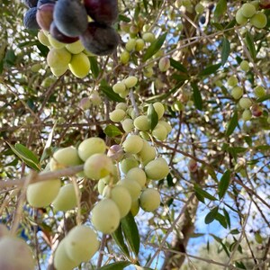 May include: Close-up of a branch of an olive tree with green and purple olives. The olives are clustered together on the branch, and some are still green while others are turning purple.