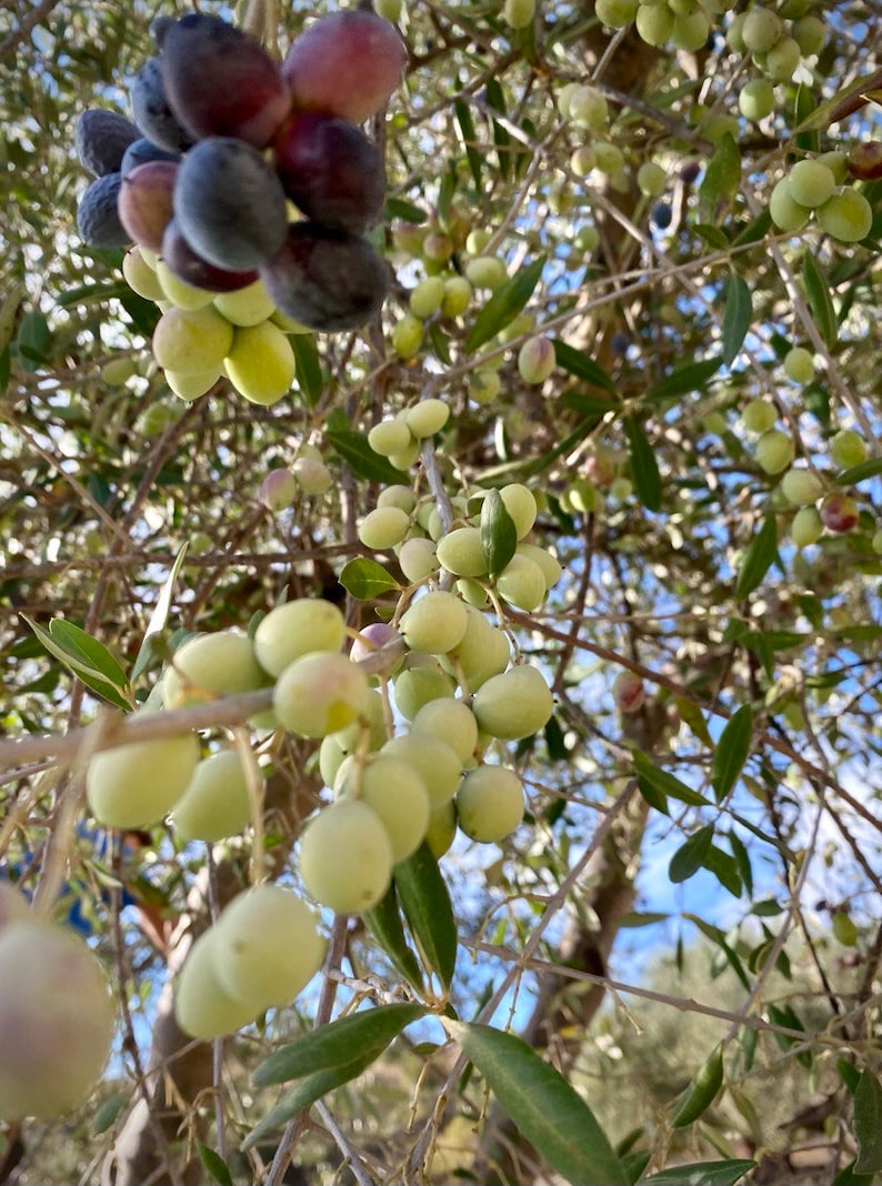 May include: Close-up of a branch of an olive tree with green and purple olives. The olives are clustered together on the branch, and some are still green while others are turning purple.