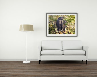 Olifant in Kruger Nationaal Park Zuid-Afrika | Kunst aan de muur afdrukken | Digitaal downloaden