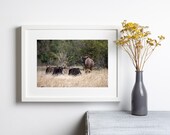 Wildebeest | Kruger National Park South Africa | Wall Art Print | Digital Download