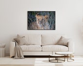 Lion Cub in Kruger National Park South Africa | Wall Art Print | Digital Download