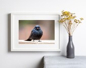 The Cape Drongo Flycatcher | South Africa | Wall Art Print | Digital Download