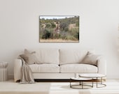 Giraffe in Kruger National Park South Africa | Wall Art Print | Digital Download