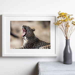 May include: A close-up of a leopard yawning with its mouth wide open, showing its teeth. The leopard is lying down in a grassy field with its head turned to the side. The background is blurred.