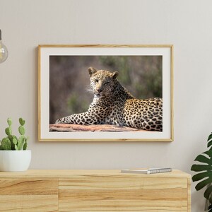 May include: A framed photograph of a leopard lying on a rock, looking directly at the camera. The leopard has a spotted coat and is surrounded by green foliage.