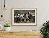Zebra in Kruger National Park South Africa | Wall Art Print | Digital Download