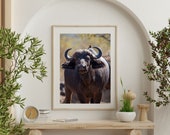 Buffalo in Kruger National Park South Africa | Wall Art Print | Digital Download