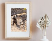 Hyena in Kruger National Park South Africa | Wall Art Print | Digital Download