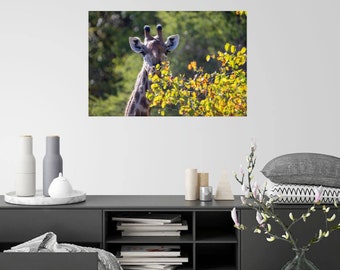 Giraf in Kruger National Park Zuid-Afrika | Kunst aan de muur afdrukken | Digitaal downloaden