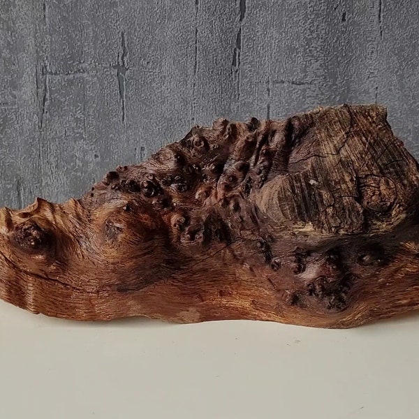Maserknolle Holzfigur Skulptur Natur  Schnecke Deko