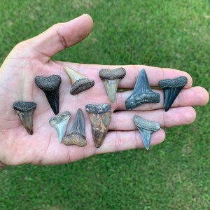 10 Jewelry Grade Fossil Carcharodon hastalis(great white ancestor) Shark Teeth