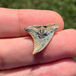 Whitish Jewelry Grade Hemipristis serra(Snaggle Shark) Fossil Shark Tooth