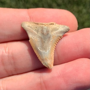 Orangish Jewelry Grade Hemipristis serra(Snaggle Shark) Fossil Shark Tooth
