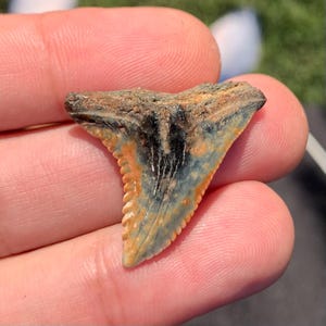 Multi colored Jewelry Grade Hemipristis serra(Snaggle Shark) Fossil Shark Tooth