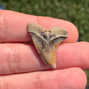 Colorful Jewelry Grade Hemipristis serra(Snaggle Shark) Fossil Shark Tooth