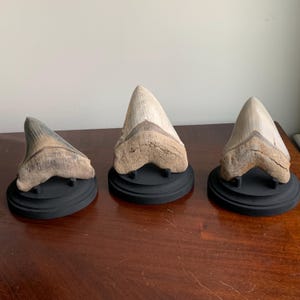 Wooden megalodon shark tooth display stand with a round base - painted black