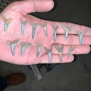 Real Fossil Sand Tiger Shark Teeth Available in Multiple Sizes