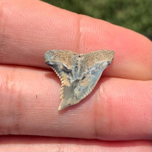Colorful Jewelry Grade Hemipristis serra(Snaggle Shark) Fossil Shark Tooth