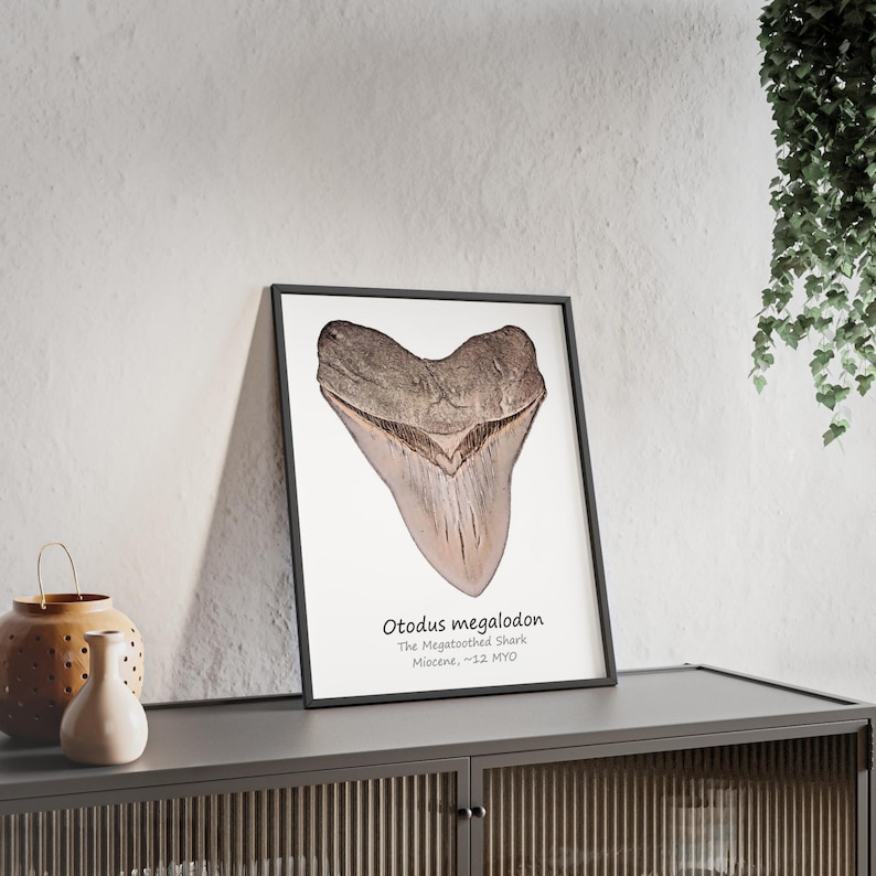 Otodus Megalodon Fossil Shark Tooth Fine Art Print Wall Décor, Wall Art