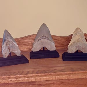 Wooden megalodon shark tooth display stand with a rectangular base - painted black