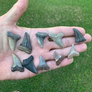 10 Jewelry Grade Fossil Carcharodon hastalis(great white ancestor) Shark Teeth