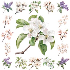 20 Watercolor Blooming Tree Branches – Sakura, Magnolia, Apple Blossoms & Lilac | Floral Clipart for Weddings, Scrapbooking, DIY Projects