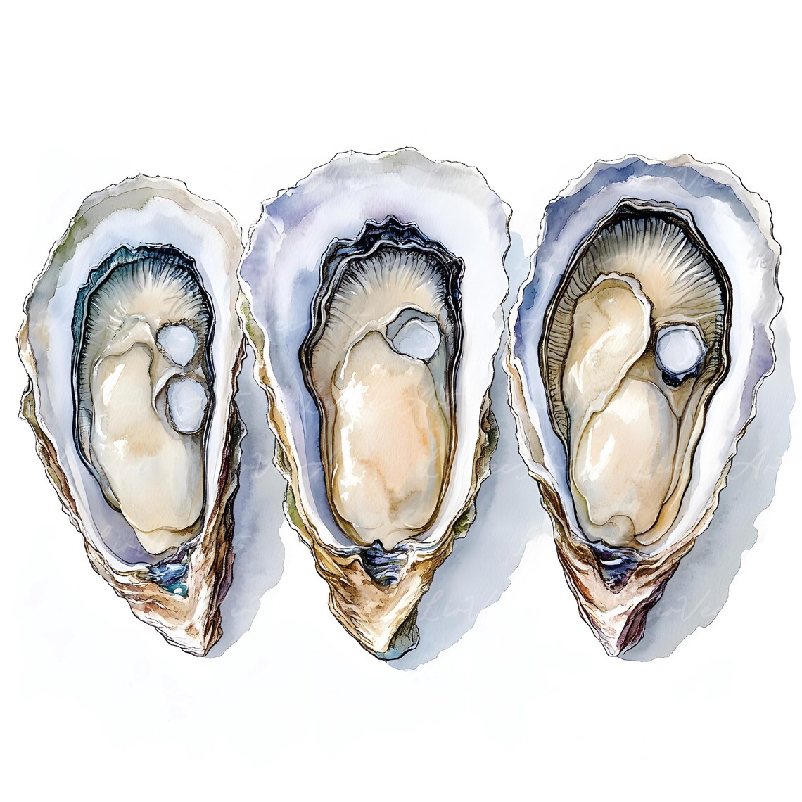 Realistic Watercolor Oyster Clipart – Gourmet Shellfish, Fresh Oysters ...