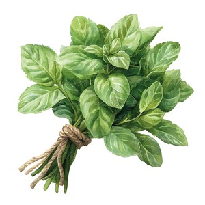 Clipart de Hortelã em Aquarela – 25 Ilustrações Botânicas de Folhas, Raminhos e Pacotes de Hortelã, Artesanato em Papel, Diário de Junk, Cartões de Receita