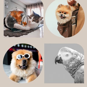 May include: A collage of four images featuring different pets. The top left image shows a white and tabby cat looking at a goldfish in a round glass bowl. The top right image shows a small orange and white dog in a brown carrier bag. The bottom left image shows a brown and white dog wearing white sunglasses. The bottom right image shows a gray parrot with a white eye.