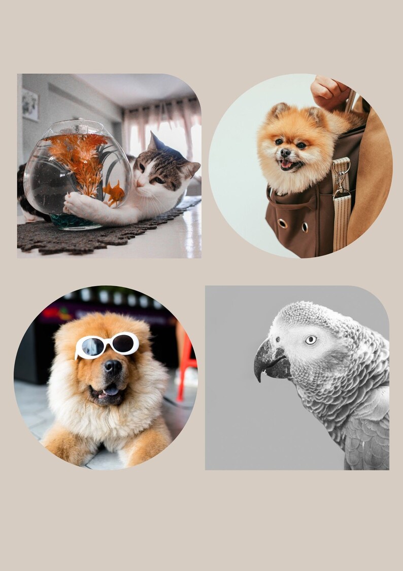 May include: A collage of four images featuring different pets. The top left image shows a white and tabby cat looking at a goldfish in a round glass bowl. The top right image shows a small orange and white dog in a brown carrier bag. The bottom left image shows a brown and white dog wearing white sunglasses. The bottom right image shows a gray parrot with a white eye.