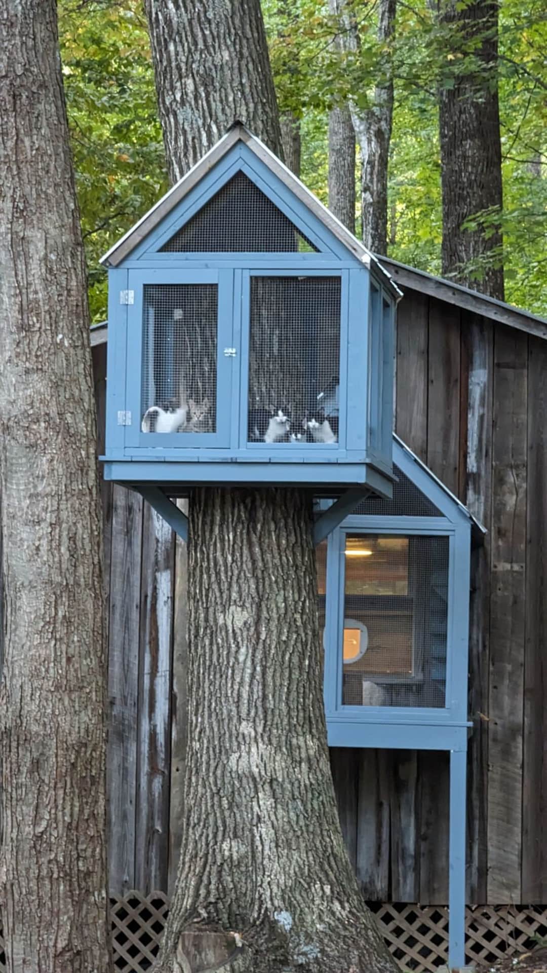 Outdoor cat tree house plans hotsell