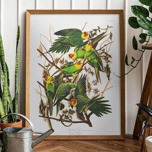 Vintage Parrot Bird Print - Audubon Tropical Poster - Antique Ornithology Art - Botanical Wildlife Illustration - Classic Nature Wall Decor
