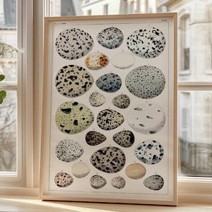 Vintage Bird Egg Print - Scientific Nature Illustration Poster - Ornithology Wall Art - Spotted Egg Chart Decor - Antique Natural History