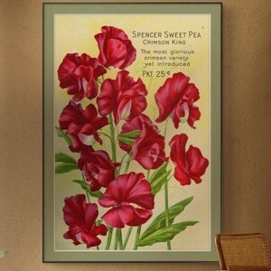 Vintage Sweet Pea Flower Poster, Antique Botanical Print, Red Floral Illustration, Retro Garden Wall Decor, Classic Seed Catalogue Artwork