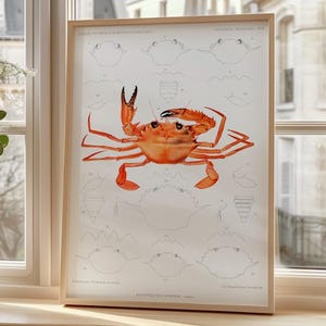 Vintage wetenschappelijke krabposter – mariene biologie illustratieprint – kustmuurkunst voor strandhuis, keuken of oceaanliefhebber