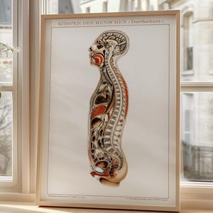 Vintage Human Anatomy Poster – Antique Medical Diagram in German – Scientific Body Chart for Classroom, Gallery Wall or Doctor Office Decor