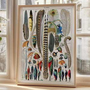 impression vintage de plumes d'oiseau - affiche zoologique antique avec des panaches colorés et des oiseaux pour l'art mural nature ou la décoration d'étude universitaire