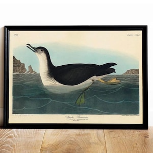 Illustrazione di uccelli marini d'epoca, stampa ornitologica antica, arte murale costiera, poster di uccelli Audubon, decorazioni naturalistiche nautiche, arte della fauna selvatica oceanica