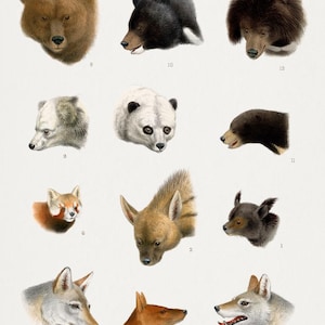 Vintage Wildlife Art Print - Natural History Mammals Poster - Exotic Animal Wall Decor - Scientific Zoology Artwork for Nature Lovers