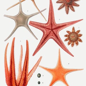 Vintage Starfish Illustration Print - Antique Marine Biology Poster - Ocean Life Wall Art - Scientific Coastal Decor - Nautical Gift Idea