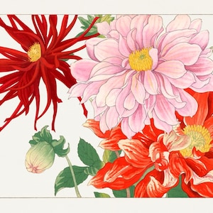 Impressão de arte de flor de dália - pôster de ilustração botânica vintage - decoração de parede floral elegante - arte de flor de jardim - presente para amantes da natureza