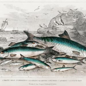 Vintage Fisch Illustration Druck - Antikes Meeresleben Poster - Nautisches Ozean Dekor - Fischer Wandkunst - Küsten Fischmarkt Kunstwerk